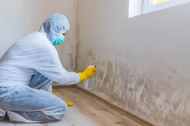Licensed Mold Remediation service in New Millport, PA - WQB Mold Removal